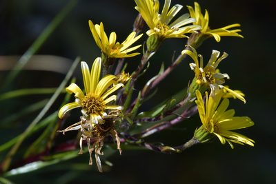 Dolichoglottis lyallii, photographed by Christopher Stephens