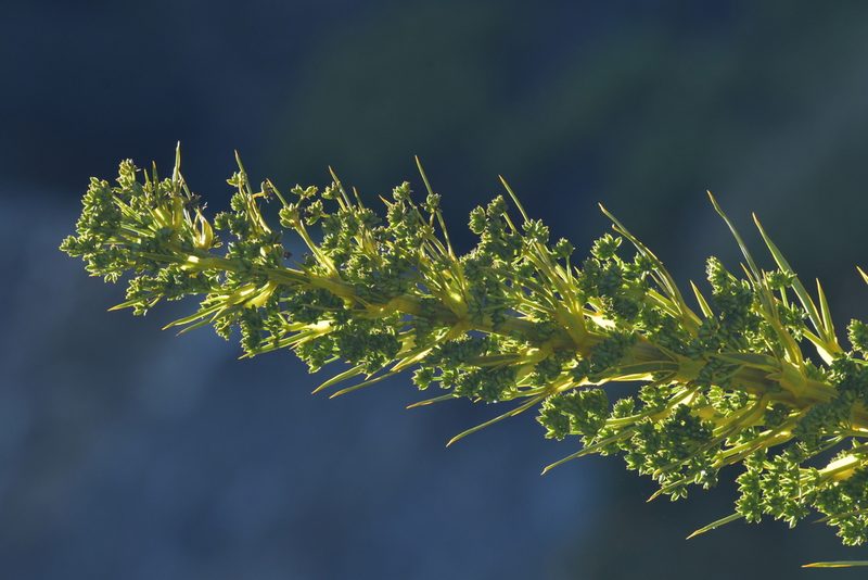 Aciphylla horrida, photographed by Christopher Stephens
