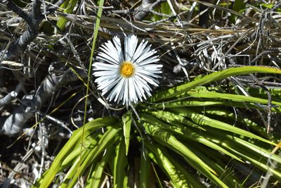 Celmisia petriei, photographed by Christopher Stephens