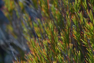 Dracophyllum rosmarinifolium, photographed by Christopher Stephens
