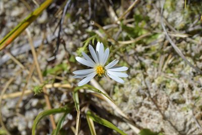 Celmisia glandulosa, photographed by Christopher Stephens