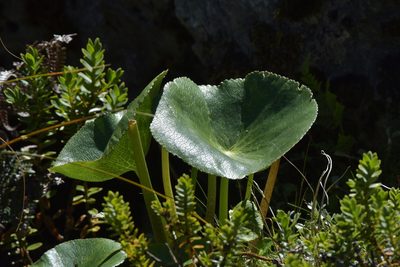Ranunculus lyallii, photographed by Christopher Stephens