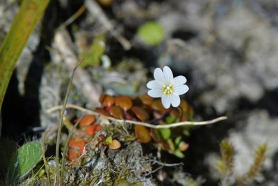 Epilobium pernitens, photographed by Christopher Stephens
