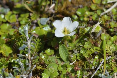 Oxalis magellanica, photographed by Christopher Stephens