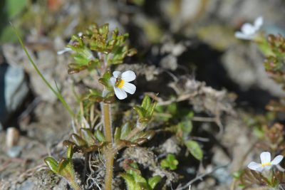 Euphrasia australis, photographed by Christopher Stephens