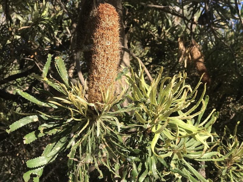 Banksia attenuata, photographed by Ann Bentley
