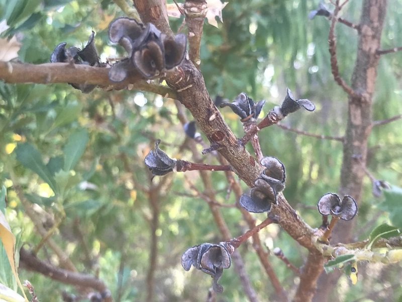 Banksia sessilis, photographed by Ann Bentley
