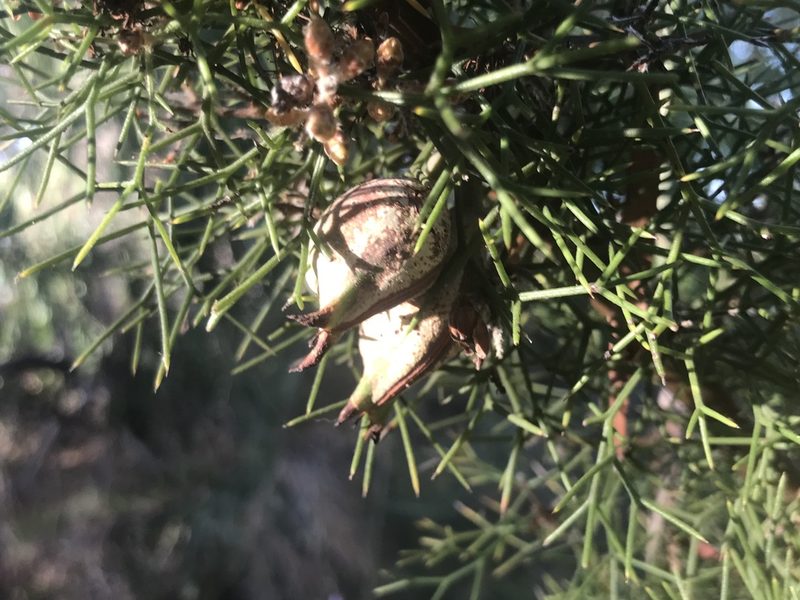 Hakea lissocarpha, photographed by Ann Bentley
