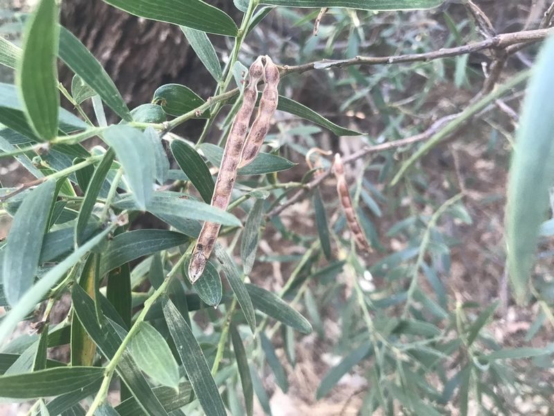 Acacia cochlearis, photographed by Ann Bentley