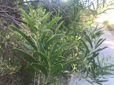 Acacia rostellifera, photographed by Ann Bentley