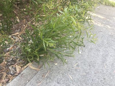 Acacia rostellifera