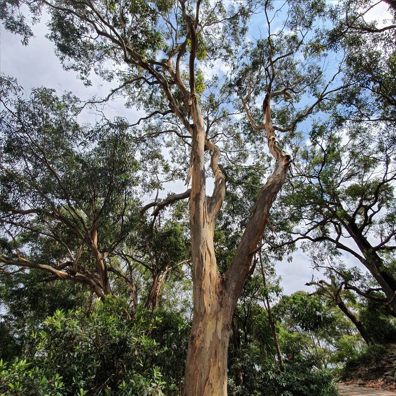 Eucalyptus punctata, photographed by ronavery