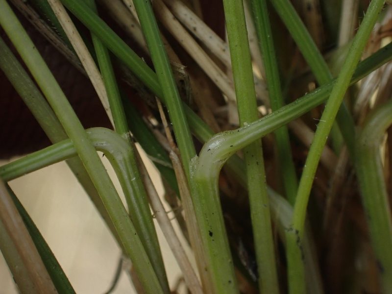 Festuca nigrescens, photographed by Paul Bell-Butler