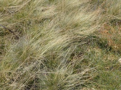 Festuca nigrescens, photographed by Paul Bell-Butler