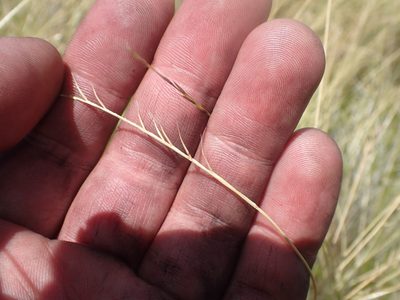 Festuca nigrescens, photographed by Paul Bell-Butler
