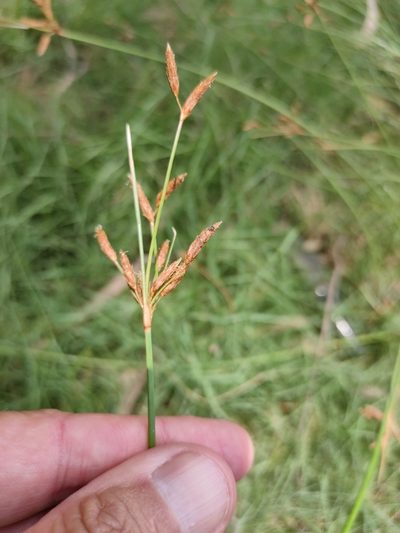 Fimbristylis ferruginea, photographed by Tony van Kampen