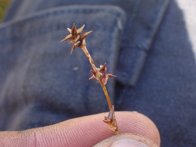 Carex echinata, photographed by Paul Bell-Butler