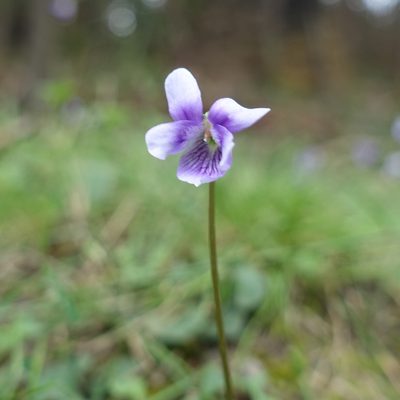 Viola hederacea, photographed by yatesy