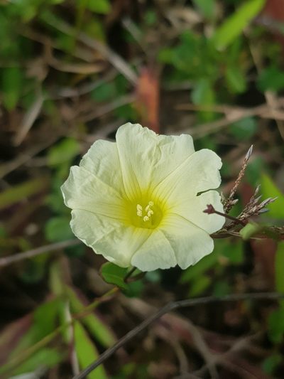 Merremia hirta, photographed by pbsg