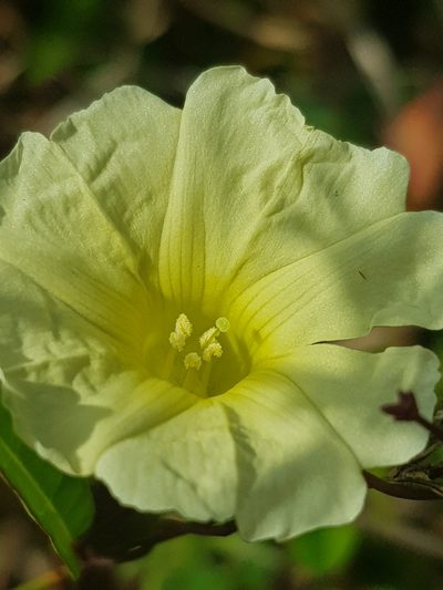 Merremia hirta, photographed by pbsg