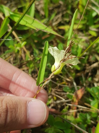 Merremia hirta, photographed by pbsg