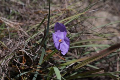 Patersonia sericea, photographed by Bruce Cathie