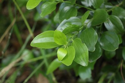 Exocarpos latifolius, photographed by Greg Tasney
