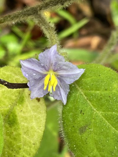 Solanum densevestitum, photographed by Richard Fuller