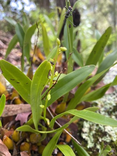 Dendrobium monophyllum, photographed by Richard Fuller