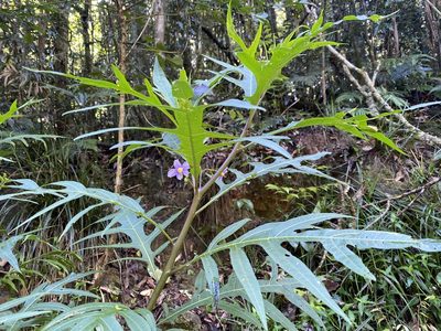 Solanum aviculare, photographed by Richard Fuller