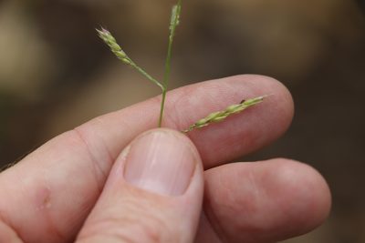 Eriochloa pseudoacrotricha, photographed by Greg Tasney