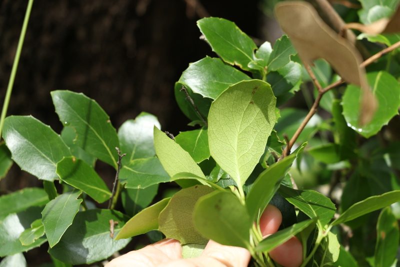 Denhamia bilocularis, photographed by Greg Tasney