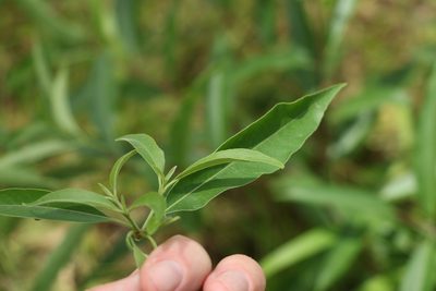 Alstonia constricta, photographed by Greg Tasney