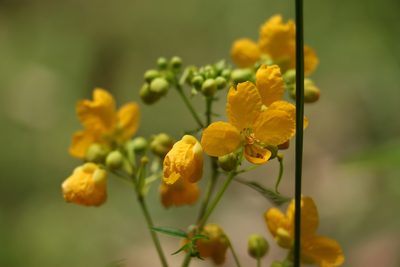 Senna sophera, photographed by Greg Tasney