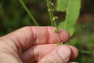 Rumex brownii, photographed by Greg Tasney