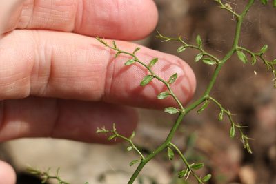 Capparis sarmentosa, photographed by Greg Tasney