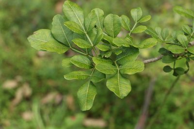 Flindersia collina, photographed by Greg Tasney
