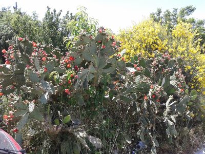 Opuntia elatior, photographed by Flora_DUMO
