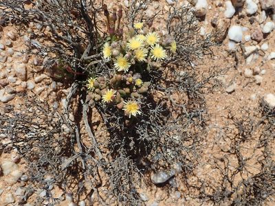 Mesembryanthemum lilliputanum, photographed by Peter Warren