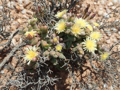 Mesembryanthemum lilliputanum, photographed by Peter Warren
