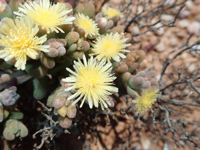 Mesembryanthemum lilliputanum, photographed by Peter Warren