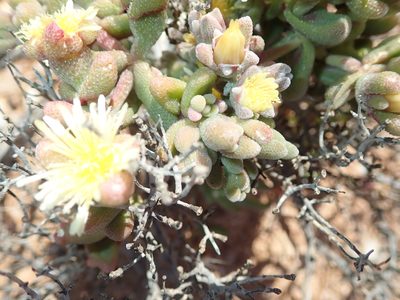 Mesembryanthemum lilliputanum, photographed by Peter Warren