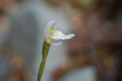 Aporostylis bifolia, photographed by Christopher Stephens