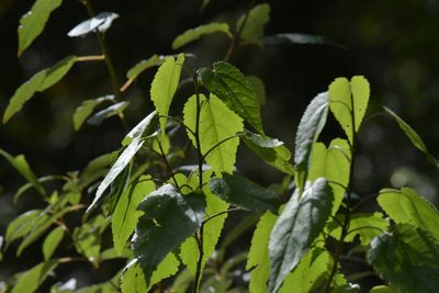 Hoheria glabrata, photographed by Christopher Stephens