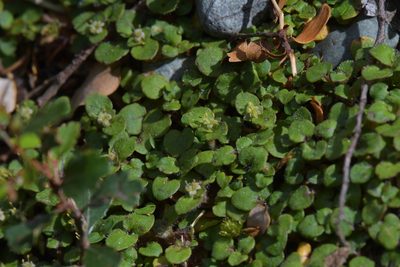 Nertera villosa, photographed by Christopher Stephens