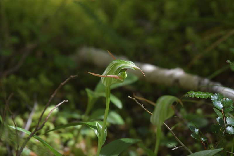 Pterostylis australis, photographed by Christopher Stephens