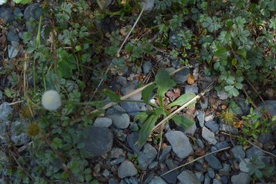 Craspedia uniflora, photographed by Christopher Stephens