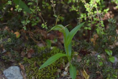 Pterostylis australis, photographed by Christopher Stephens