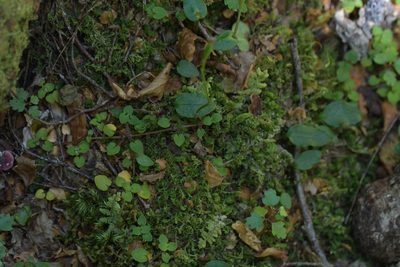 Adenochilus gracilis, photographed by Christopher Stephens