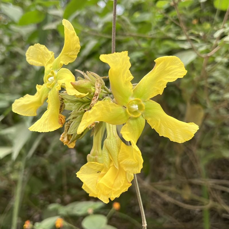Prestonia mollis, photographed by Sue Carnahan